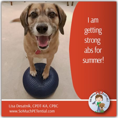 Dog Core Stability Exercises