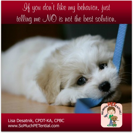 Why saying NO isn't the best solution for solving dog behavior problems. Dog training tips from Cincinnati certified dog trainer, Lisa Desatnik, CPDT-KA.