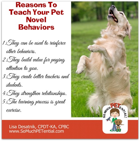 Five Reasons To Teach Your Dog Trick Behaviors