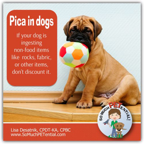 Have a dog known to swallow socks, rocks and other objects? The ingestion of non-food items, such as rocks, dirt or fabric, is called pica disorder in dogs.