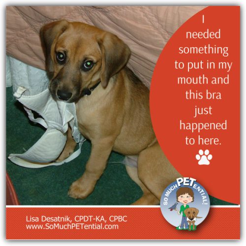 A reminder from Cincinnati Certified Dog Trainer Lisa Desatnik, CPDT-KA, CPBC, that it is important to practice confinement for puppy training success.