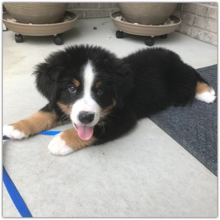 Socialization is very important to young puppies like this Bernese Mountain Dog puppy. Cincinnati Certified Dog Trainer Lisa Desatnik, CPDT-KA, CCPBC, explains.