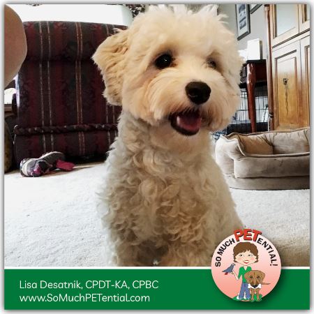 Cincinnati Certified Dog Trainer Lisa Desatnik talks about putting her maltipoo dog on Prozak and Trazadone for canine anxiety 