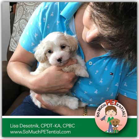 Cincinnati Certified Dog Trainer Lisa Desatnik met her maltipoo puppy for the first time.