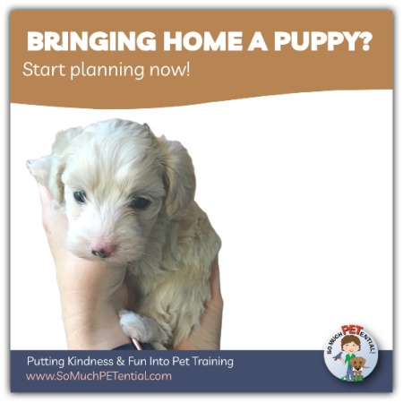 Bringing home a puppy? Getting a puppy as a gift? Here are some puppy training tips to help you with those first few days. 