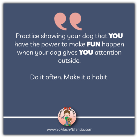 Here is a simple dog training tip: If you want your dog to give you attention, check in, and listen to you outside, you have to earn that privilege. Practice showing your dog that YOU have the power to make FUN things happen when your dog CHOOSES to give you attention outside. Do it often. Make having fun it a dog training habit.